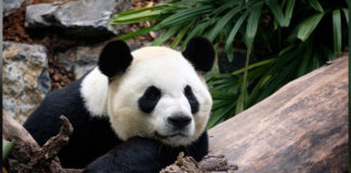 Panda u Kanadi