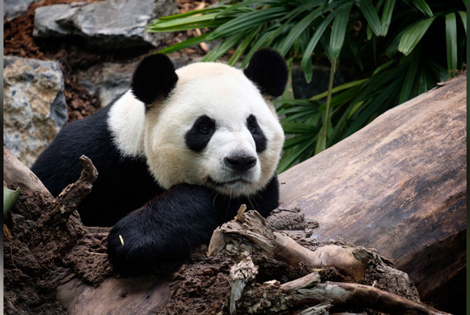 Panda u Kanadi