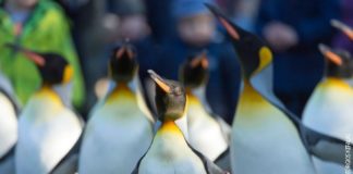 Pingvini na Južnom Polu