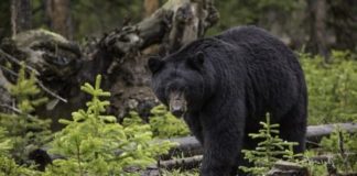 Crni medved-Kanada