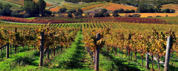 Zupa aleksandrovacka