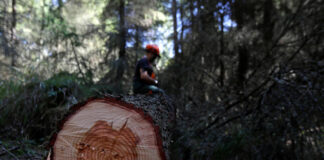 Seca drva u usa i kanadi