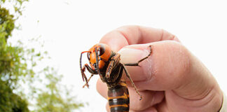 Azijski stršljen u Kanadi