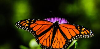 shallow focus orange and black butterfly