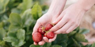 person holding red strawberries during daytime