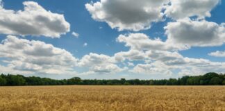 brown wheat field under blue and white cloudy sky during daytime