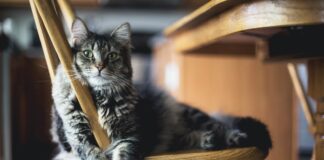 brown tabby cat on wooden windsor chair