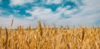 wheat field