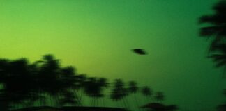green and black trees under blue sky