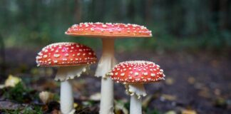 red mushrooms