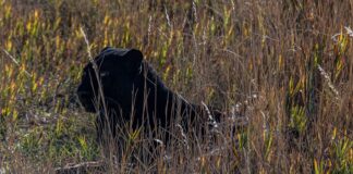 black labrador retriever on brown grass field during daytime