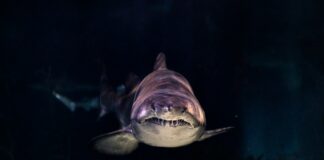 close-up of gray shark