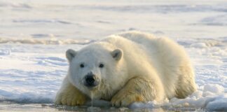 polar bear on water during daytime