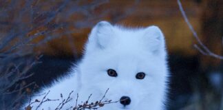 wildlife photography of snow fox