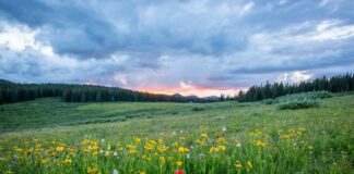 aerial photography of flowers at daytime
