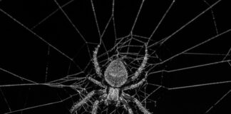 grayscale photography of spider