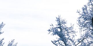 leafless tree near body of water during daytime