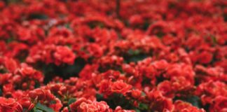 closeup photo of red petaled flower field