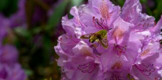 a bee on a purple flower