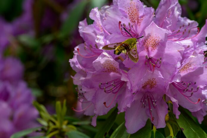 a bee on a purple flower