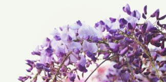 tilt shift lens photography of purple flowers