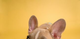 brown french bulldog puppy lying on yellow textile