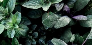 green and purple leaves plant