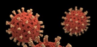 red and black round fruits