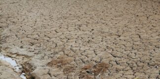 brown soil with green plants