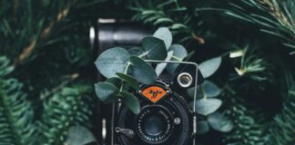 black digital camera near green leaves