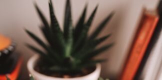 person holding brown woven basket