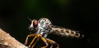 gray and brown fly on brown wooden stick