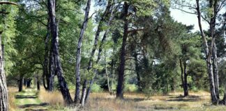 a dirt path in the middle of a forest