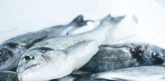 pile of gray fishes