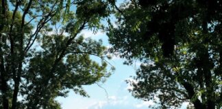 green tree