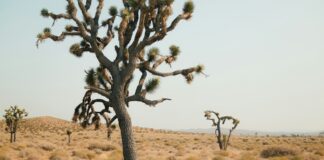 A lone tree in the middle of a desert