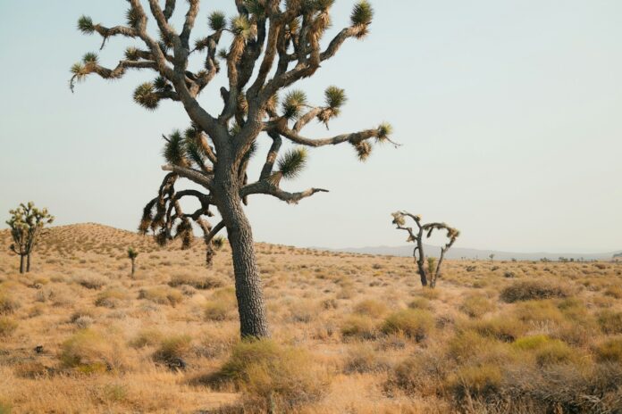 A lone tree in the middle of a desert