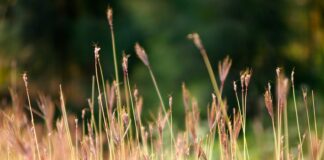 brown grass in closeup photography
