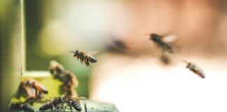 shallow focus photography of bees flew in mid air