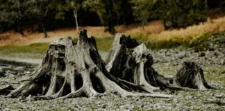 a pile of wood in a field