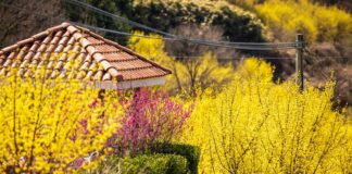 a garden with yellow flowers and a red roof