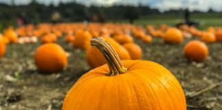 orange pumpkins on gray field near green grassland at daytime selective focus photography