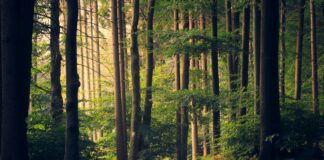 forest trees