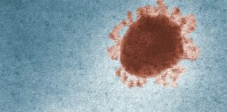 a group of brown circles sitting on top of a blue surface