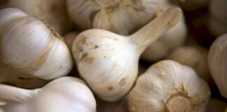 selective focus photography of onion