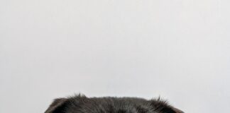 black dog wearing blue denim collar