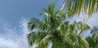 palm tree near seashore