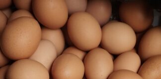 a pile of eggs sitting next to each other
