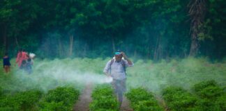 a man walking through a field covered in fog