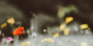 selective focus photography of red petaled flower